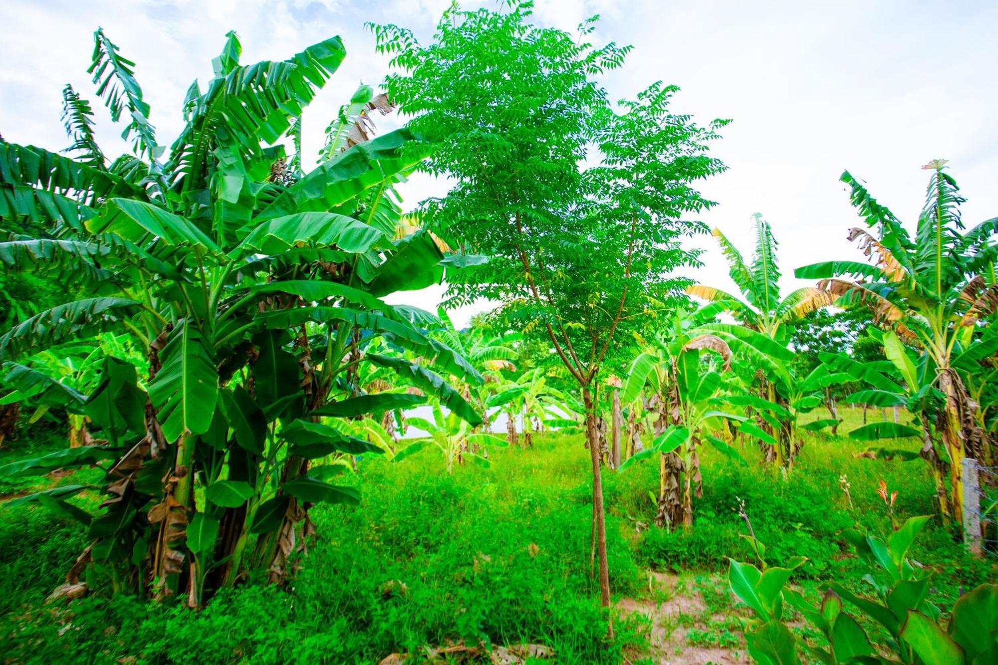 Phong Nha A Little Leaf Homestay Bagian luar foto