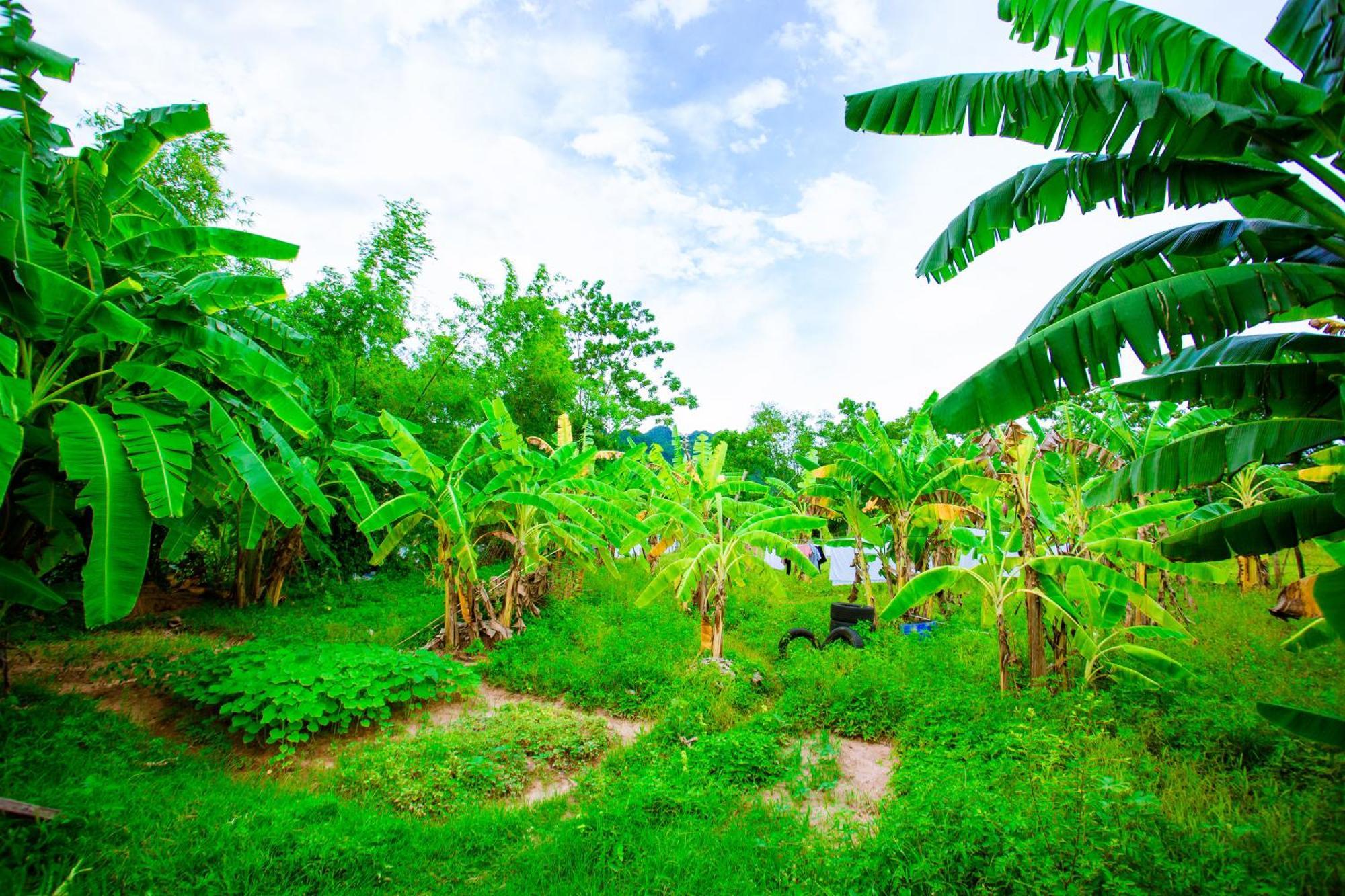 Phong Nha A Little Leaf Homestay Bagian luar foto